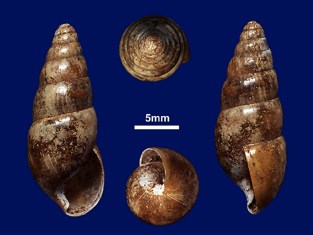 image of Glessula sinhila