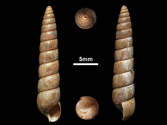 image of Glessula veruina