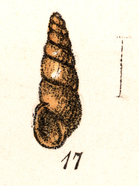 image of Allopeas pusillus
