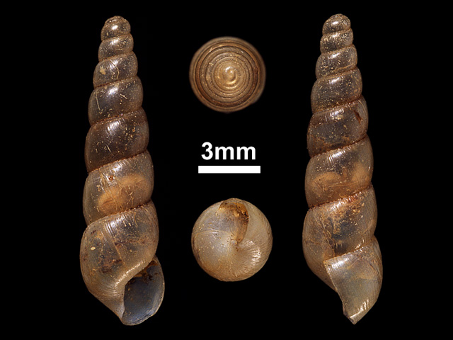 image of Subulina octona (a)