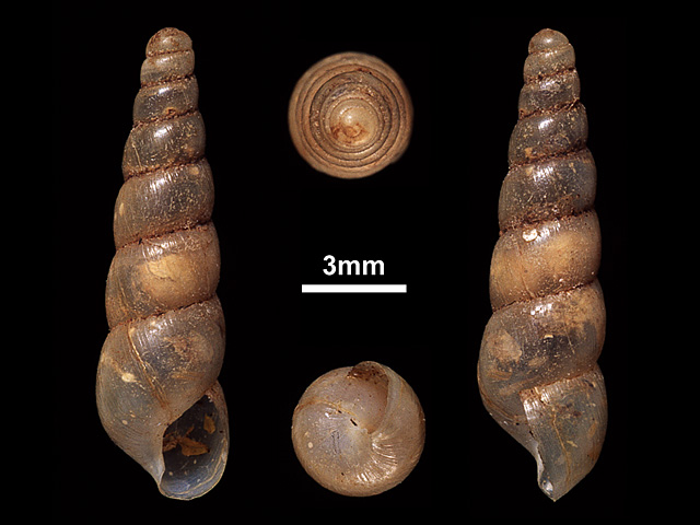 image of Subulina octona (b)