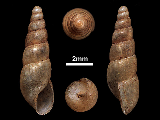 image of Allopeas gracile (a)