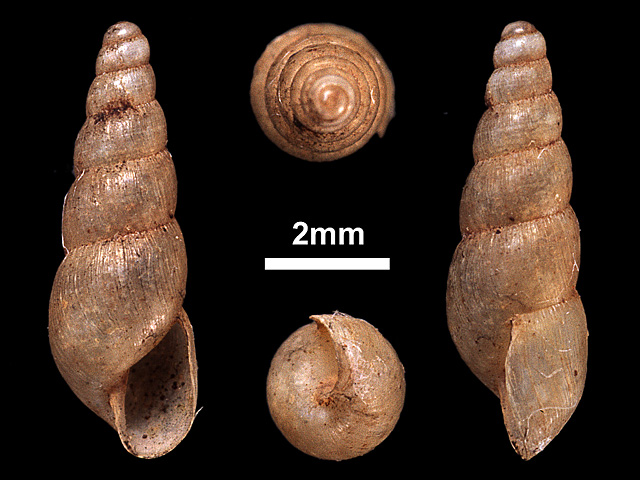 image of Allopeas gracile (b)