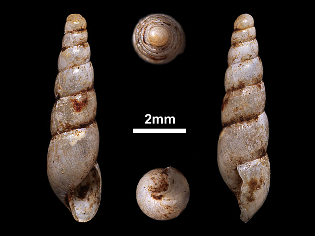 image of A.gracile var.panayensis