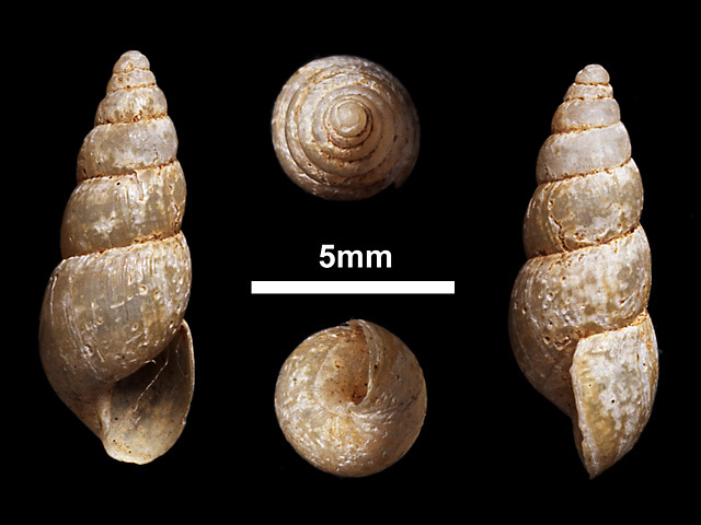 image of Allopeas layardi