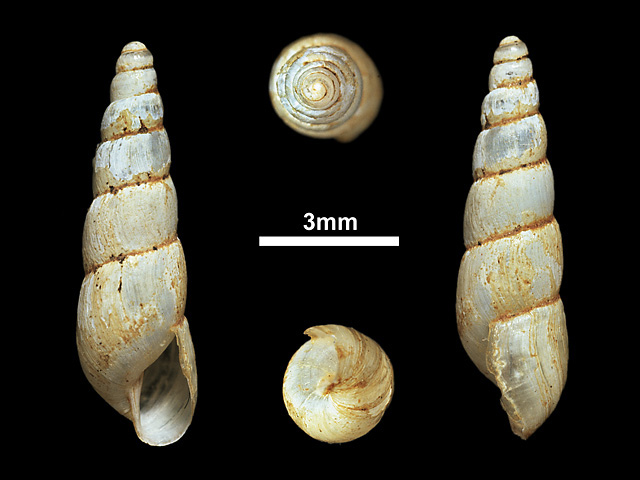 image of Allopeas mariae