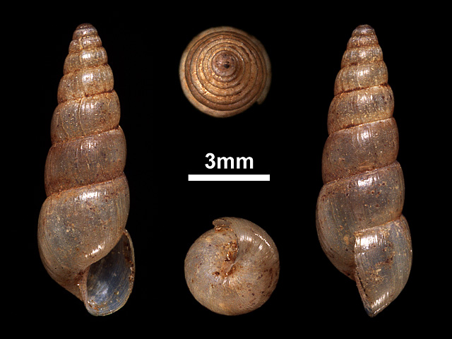 image of Allopeas prestoni