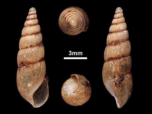 image of Paropeas achatinaceum (a)