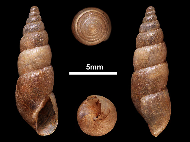 image of Paropeas achatinaceum (b)