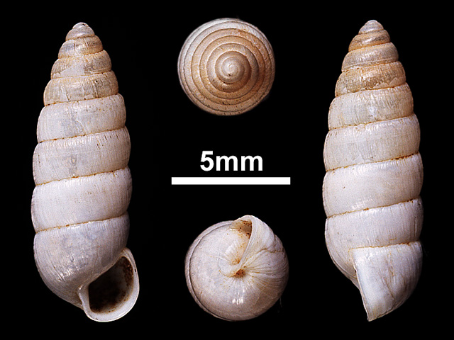image of Zootecus insularis (a)