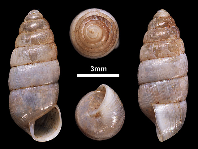 image of Zootecus insularis (b)