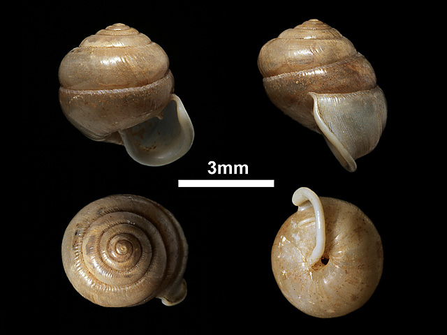 image of Indoartemon cingalensis (a)