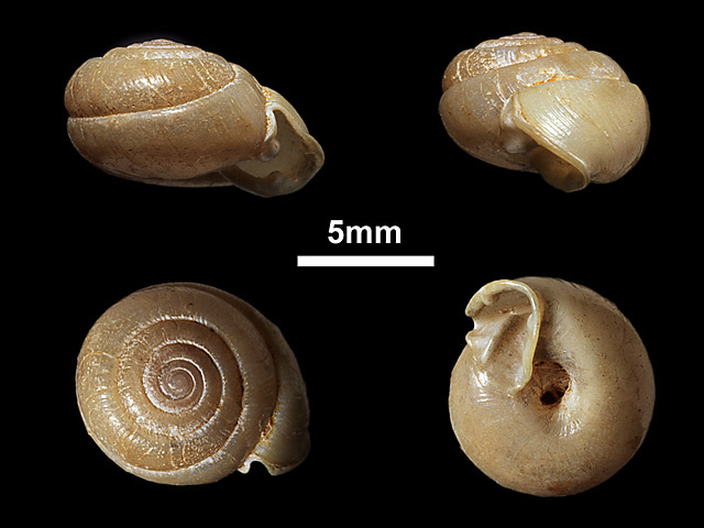image of Indoartemon cingalensis (b)