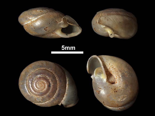 image of Indoartemon layardianus (a)