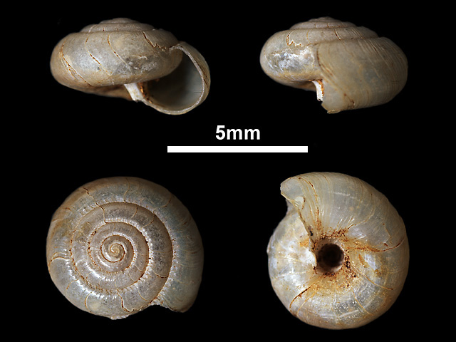 image of Indoartemon layardianus (b)