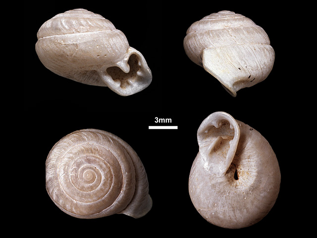 image of Perrottetia ravanae