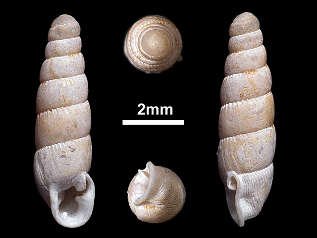 image of Gulella bicolor (a)