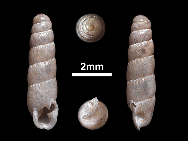 image of Gulella bicolor (b)