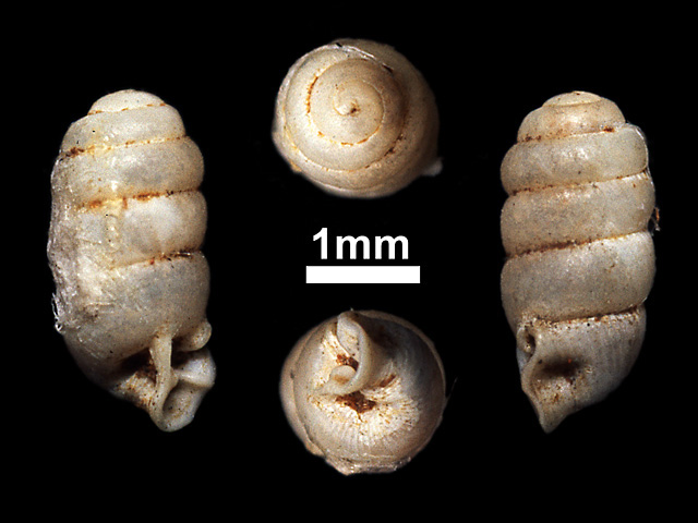 image of Sinoennea planguncula