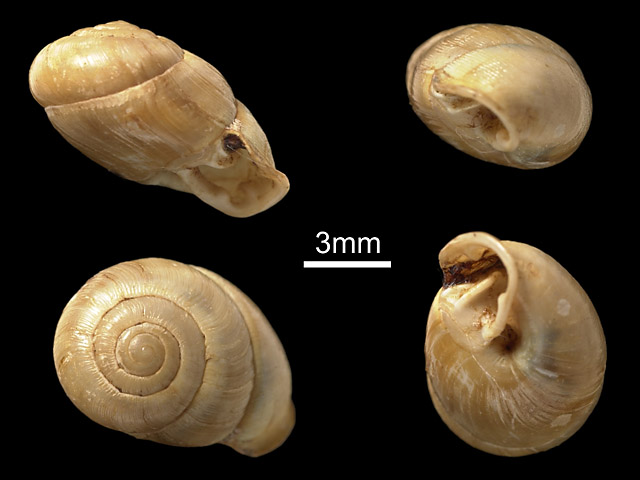 image of Perrottetia peroteti (a)