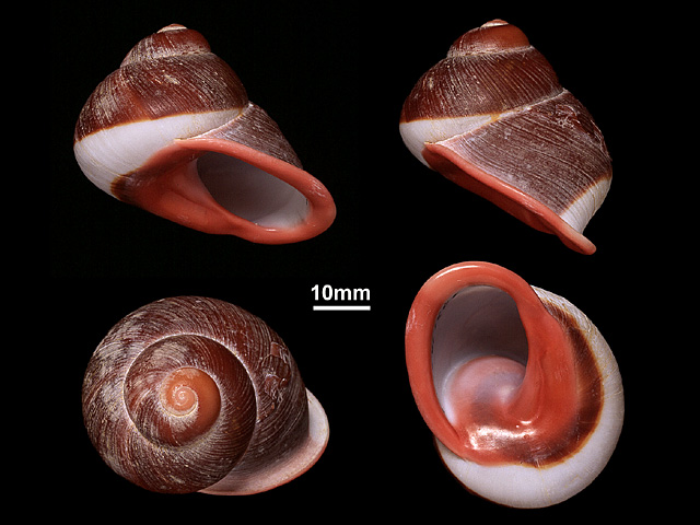 image of Acavus haemastoma (a)