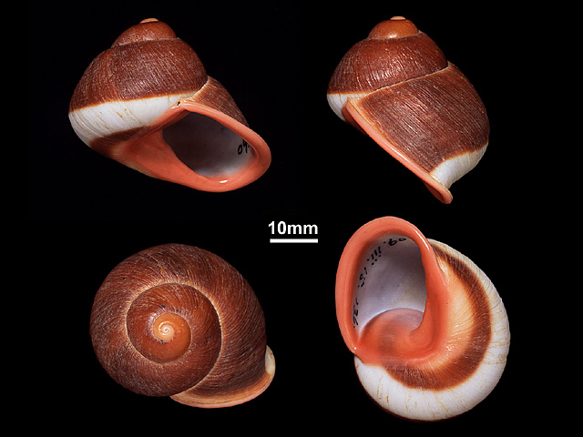image of Acavus haemastoma (b)