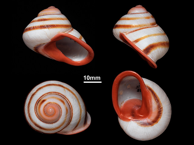 image of Acavus haemastoma (c)