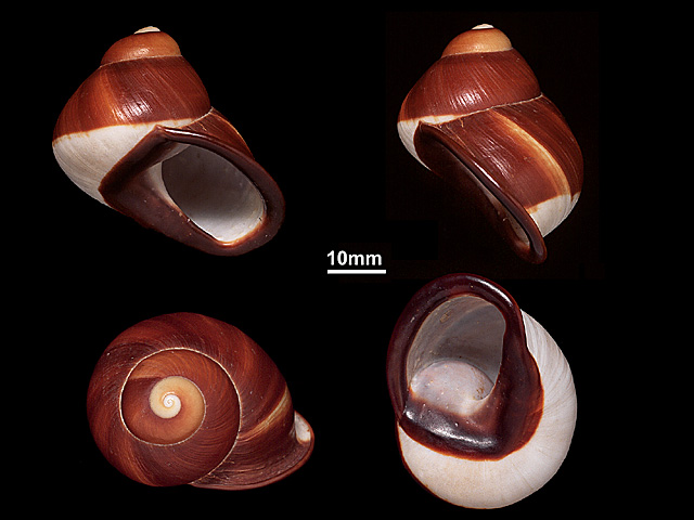 image of A.haemastoma var.melanotragus