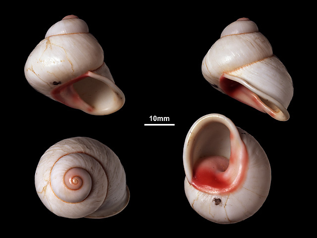 image of Acavus fastosus
