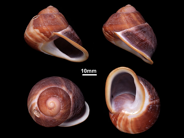 image of Acavus superbus (b)