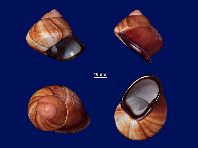 image of Acavus grevillei (a)