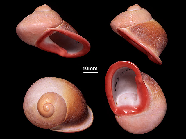 image of Acavus roseolabiatus (a)