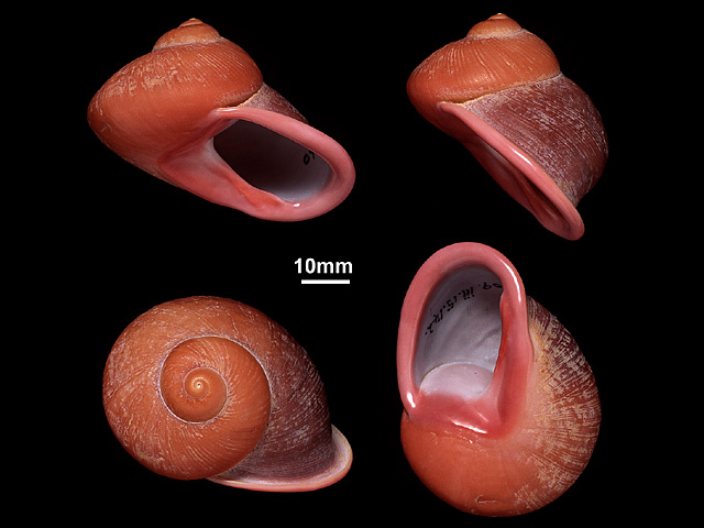 image of Acavus roseolabiatus (b)