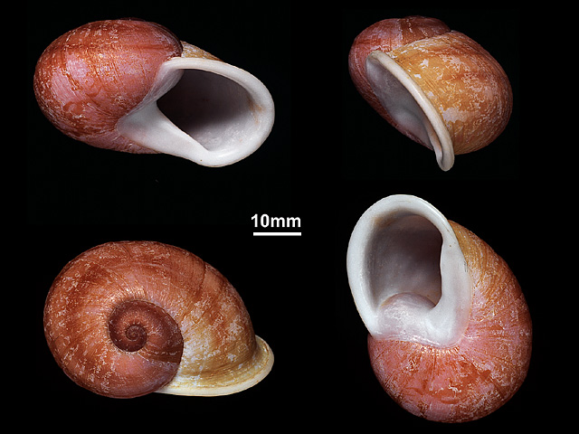 image of Oligospira polei