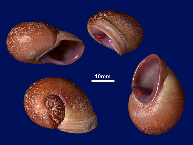 image of Oligospira skinneri (a)