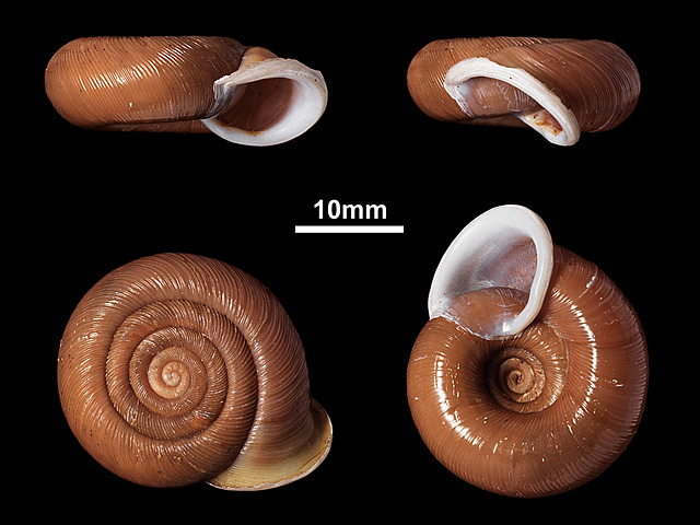 image of Corilla adamsi