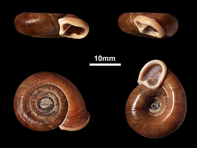 image of Corilla humberti