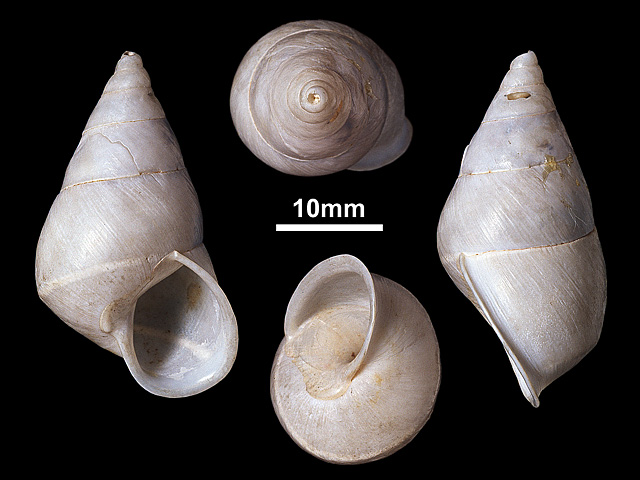 image of Beddomea albizonatus (a)