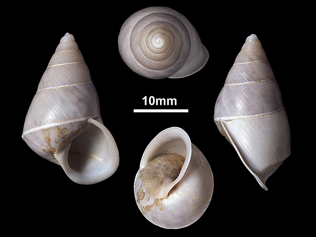 image of Beddomea albizonatus (b)