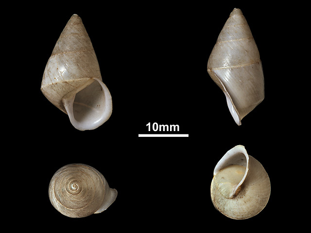 image of B.albizonatus var.simoni