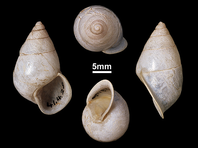 image of Beddomea ceylanicus
