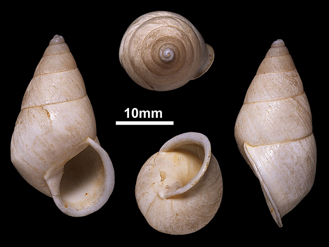 image of Beddomea intermedius (a)