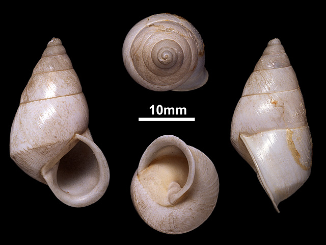 image of Beddomea intermedius (b)
