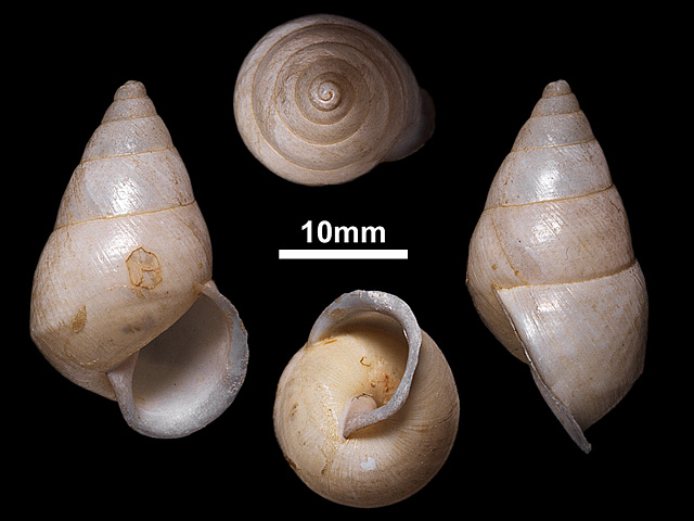 image of Beddomea intermedius (c)