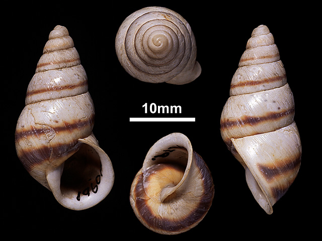 image of Beddomea trifasciatus (a)