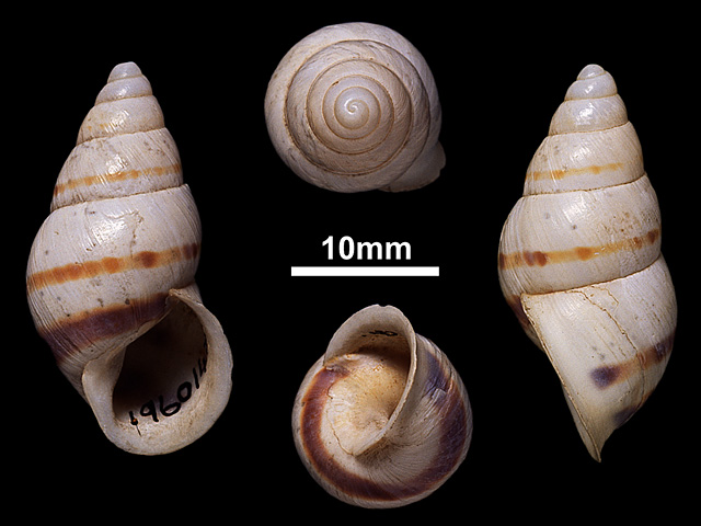 image of Beddomea trifasciatus (b)