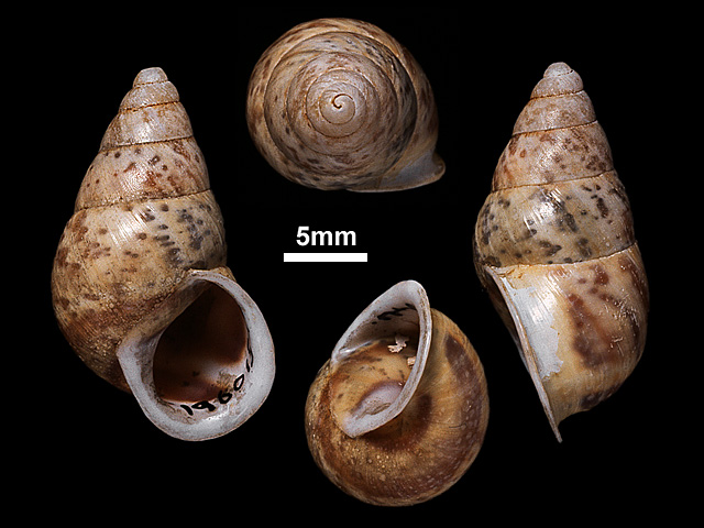 image of Beddomea trifasciatus (c)