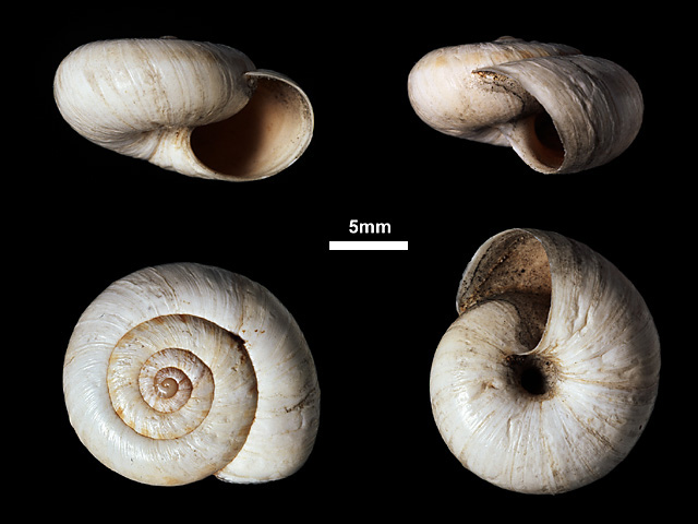 image of Trachia fallaciosa (a)
