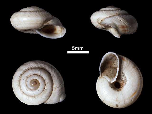 image of Trachia fallaciosa (b)