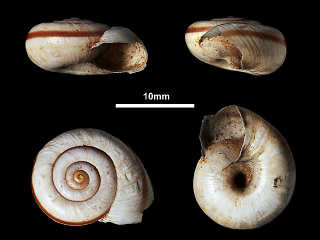 image of Trachia fallaciosa (c)